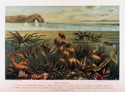 Meeresalgen in: Das Meer by M. J. Schleiden
