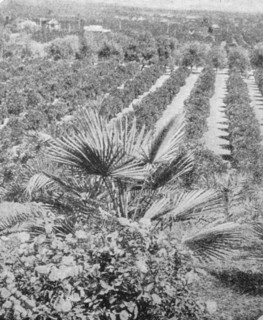 Irrigation of the arid desert of California