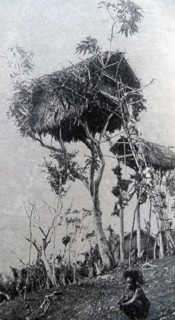 Tree dwellers in the 20th Century