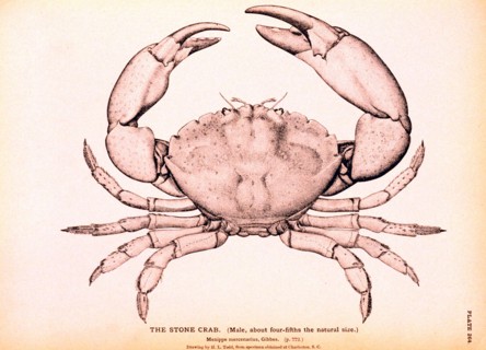 The Stone Crab 1895