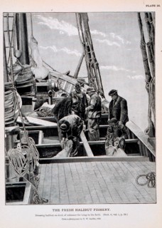 Dressing halibut on deck of schooner for icing in the hold