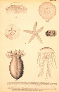 Echinoderms