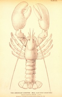 American Lobster