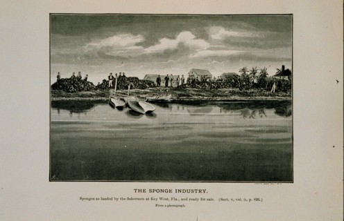 Sponges as landed by the fishermen at Key West