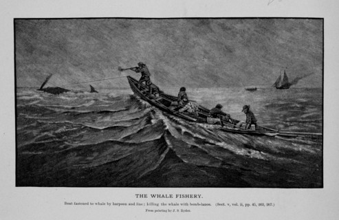 Boat fastened to whale by harpoon and line