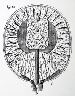 Descartes's drawing of the human brain. From Rene Descartes Opera Philosophica