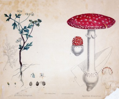 Print specimen of botanical illustration for Aethusa Cynapium