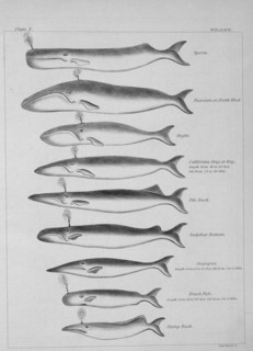Illustration from 'Explanations and Sailing Directions