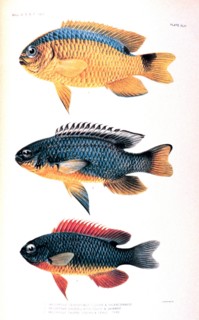 Illustration from 'The Fishes of Samoa' by David Starr Jordan and Alvin Seale