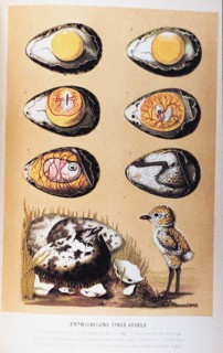 Entwicklung eines Vogels' by Matthias Jakob Schleiden