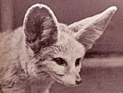 Head of Fennec fox