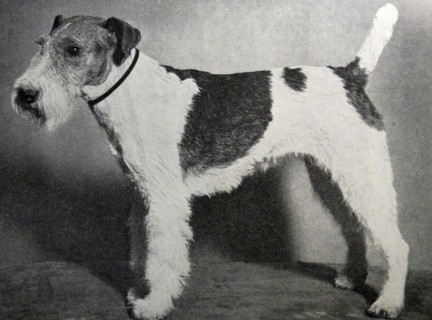 Wire Hair Fox Terrier