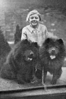 Two Chinese Chow Chow dogs