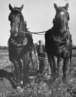 A young man using a plough pulled by horses
