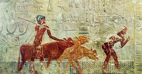 Egyptian tomb wall an agricultural scene