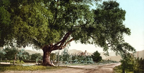 California by the Detroit Photographic Co. Orange Grove Avenue, Pasadena