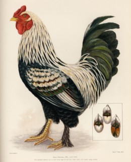19th century illustration of a chicken