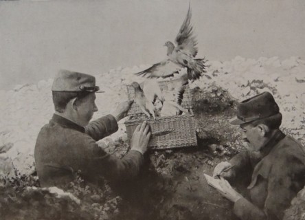 French soldiers attach messages to carrier pigeons.