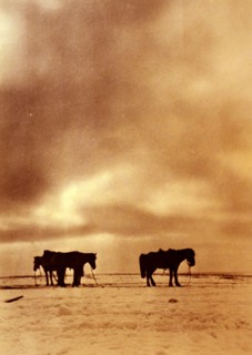 Abandoned farm with horses left behind, 1941