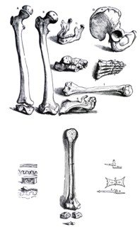 Plates from the First Book of the De Humani Corporis Fabrica by Vesalius