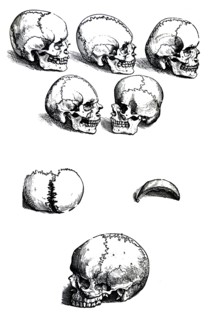 Plates from the First Book of the De Humani Corporis Fabrica by Vesalius