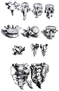Plates from the First Book of the De Humani Corporis Fabrica by Vesalius