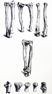 Plates from the First Book of the De Humani Corporis Fabrica by Vesalius