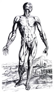 Plates from the Second Book of the De Humani Corporis Fabrica by Vesalius