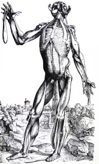 Plates from the Second Book of the De Humani Corporis Fabrica by Vesalius