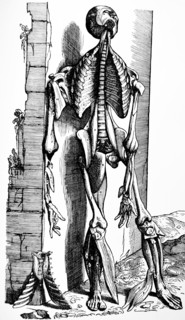 Plates from the Second Book of the De Humani Corporis Fabrica by Vesalius