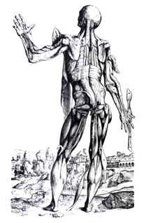 Plates from the Second Book of the De Humani Corporis Fabrica by Vesalius