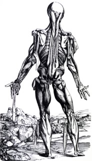 Plates from the Second Book of the De Humani Corporis Fabrica by Vesalius