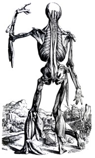 Plates from the Second Book of the De Humani Corporis Fabrica by Vesalius