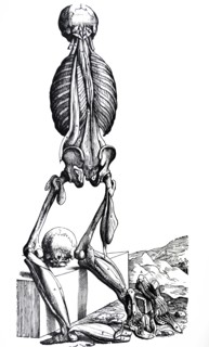 Plates from the Second Book of the De Humani Corporis Fabrica by Vesalius