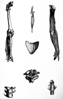 Plates from the Second Book of the De Humani Corporis Fabrica by Vesalius