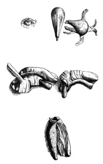 Plates from the Second Book of the De Humani Corporis Fabrica by Vesalius