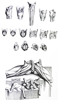 Plates from the Second Book of the De Humani Corporis Fabrica by Vesalius