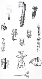 Plates from the Third Book of the De Humani Corporis Fabrica by Vesalius