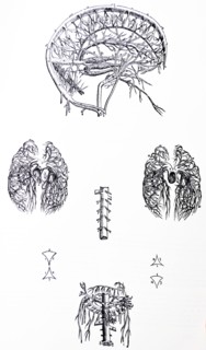 Plates from the Third Book of the De Humani Corporis Fabrica by Vesalius