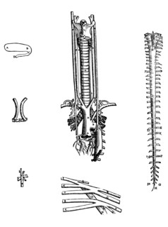 Plates from the Fourth Book of the De Humani Corporis Fabrica by Vesalius