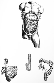 Plates from the Fifth Book of the De Humani Corporis Fabrica by Vesalius