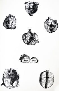 Plates from the Sixth Book of the De Humani Corporis Fabrica by Vesalius