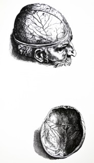 Plates from the Seventh Book of the De Humani Corporis Fabrica by Vesalius