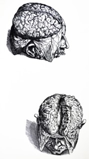 Plates from the Seventh Book of the De Humani Corporis Fabrica by Vesalius