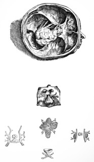 Plates from the Seventh Book of the De Humani Corporis Fabrica by Vesalius