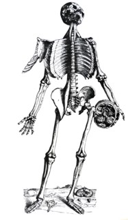 Plates from the Seventh Book of the De Humani Corporis Fabrica by Vesalius