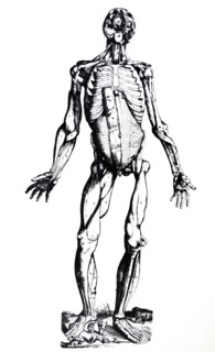 Plates from the Seventh Book of the De Humani Corporis Fabrica by Vesalius