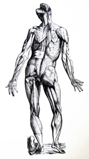 Plates from the Seventh Book of the De Humani Corporis Fabrica by Vesalius