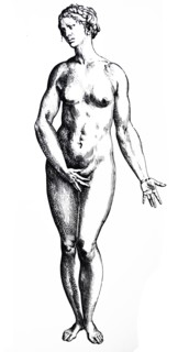Plates from the Seventh Book of the De Humani Corporis Fabrica by Vesalius