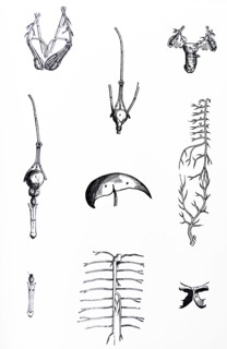 Plates from the Epitome of the De Humani Corporis Fabrica by Vesalius